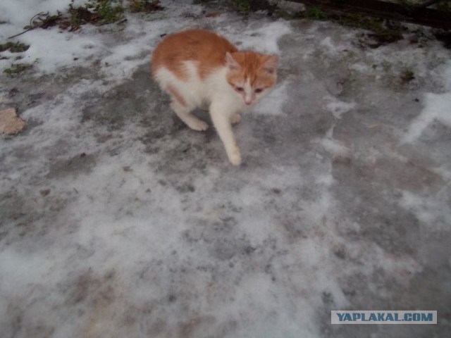 Жизнь домашнего приюта для котеек 426