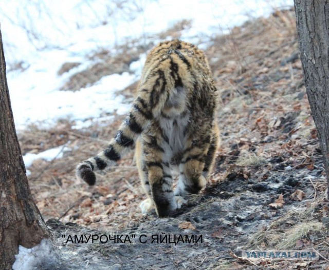 Молодые тигрицы Приморского сафари-парка