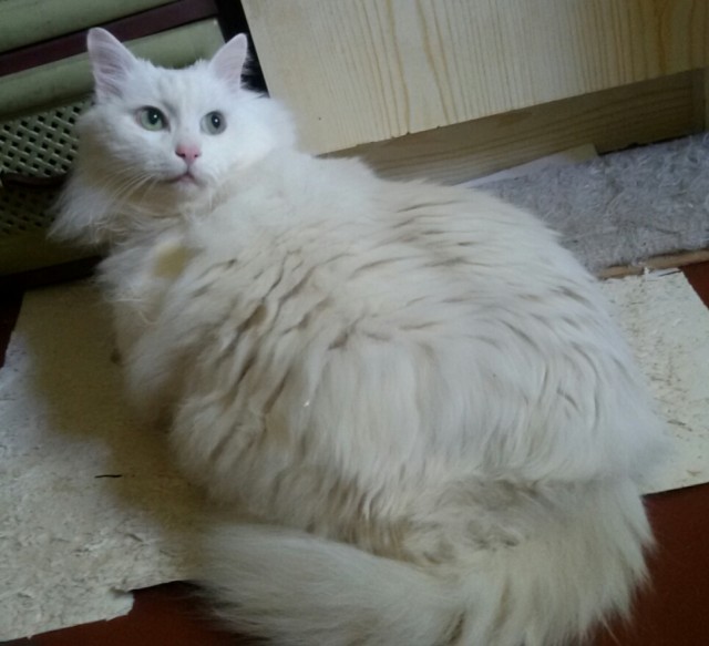 Котодракула