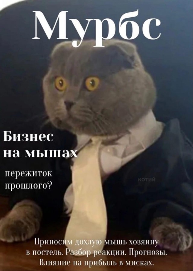 Журнал успешных котов