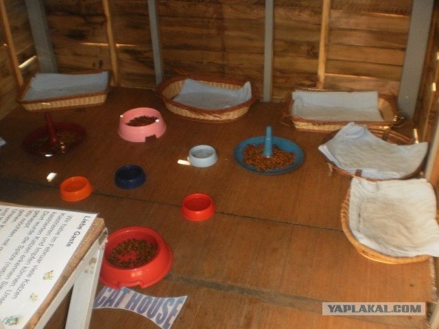 Котики Стамбула