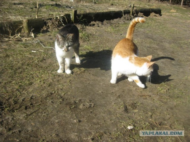Жизнь домашнего приюта для котеек 438