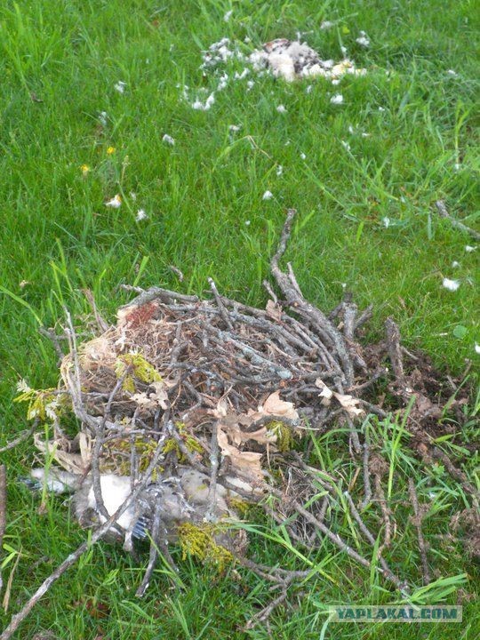 Эллис - доморощенный ястреб(15 фото)