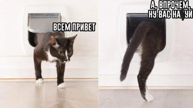 Картинки и мемы, всяко разно - 181