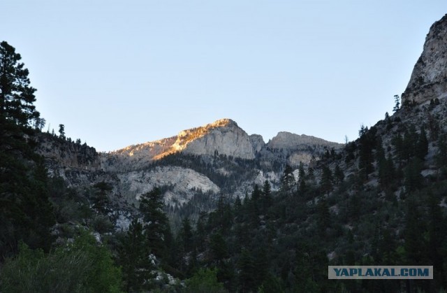 Ford Mustang напрокат