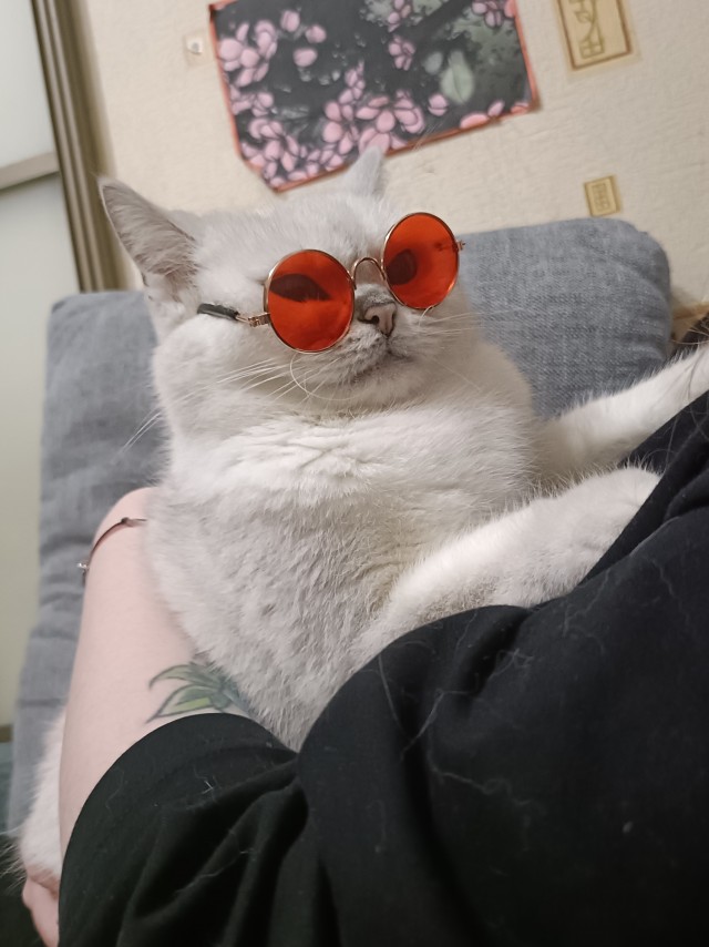 Котовторник