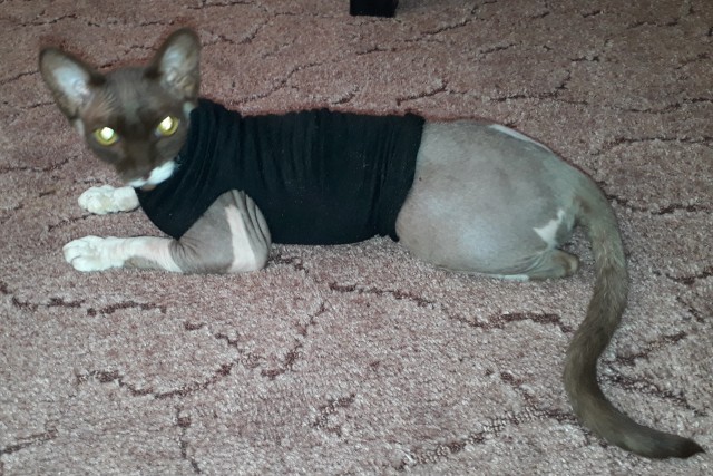Котовторник, от мала до велика