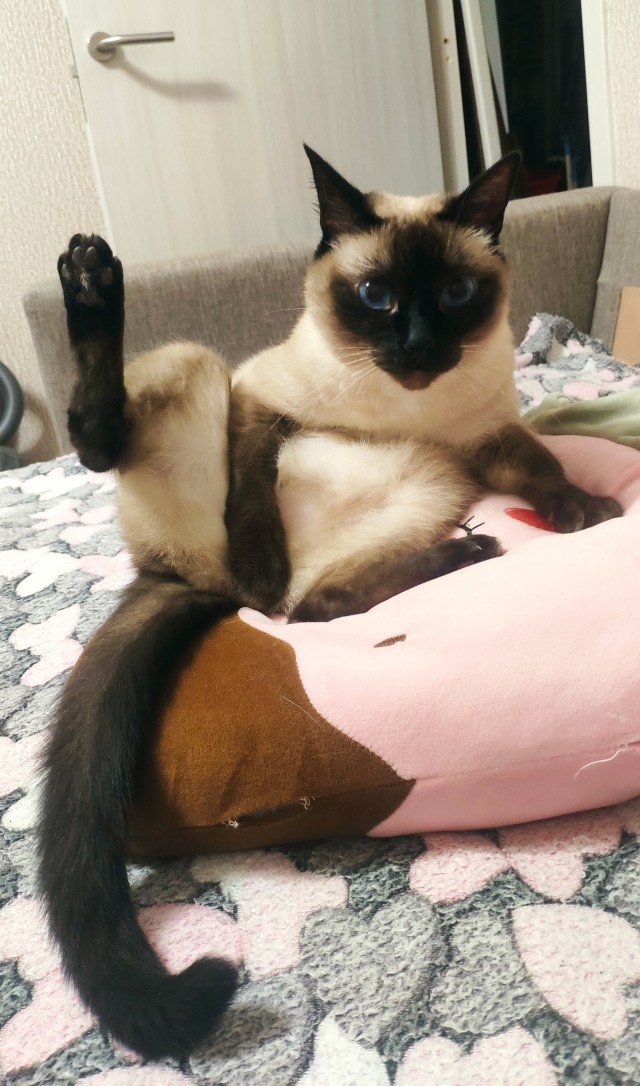 Нужна помощь по котейке!