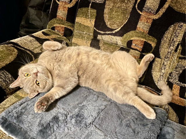 Ну вот я дважды раб