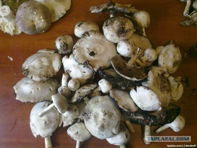 Поход за грибами,