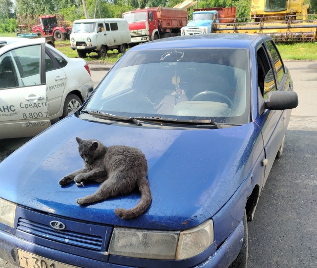 Котовторник