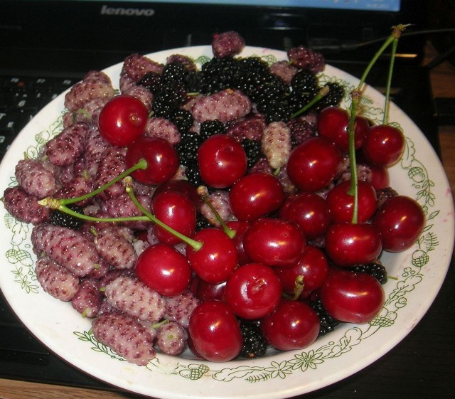 У дяди Вани в саду созрели вишни