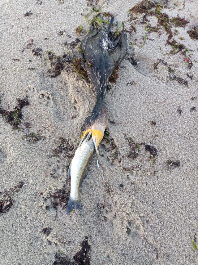 Жадность фраера сгубила!