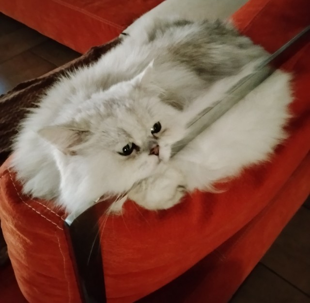 Тихон