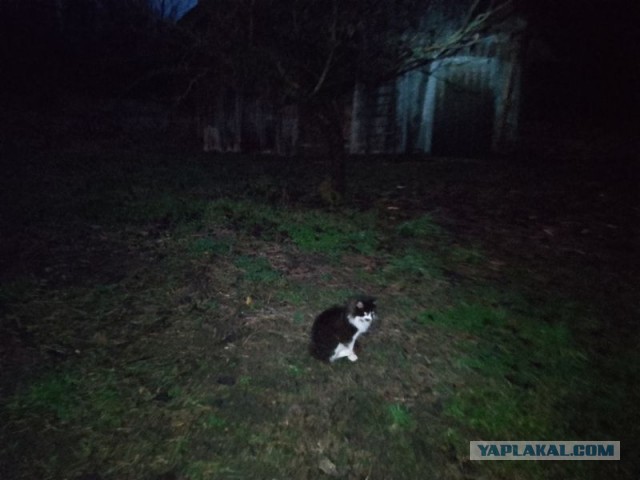 Жизнь домашнего приюта для котеек 566
