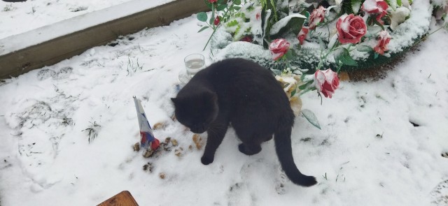 Черные котики не умирают первого января!