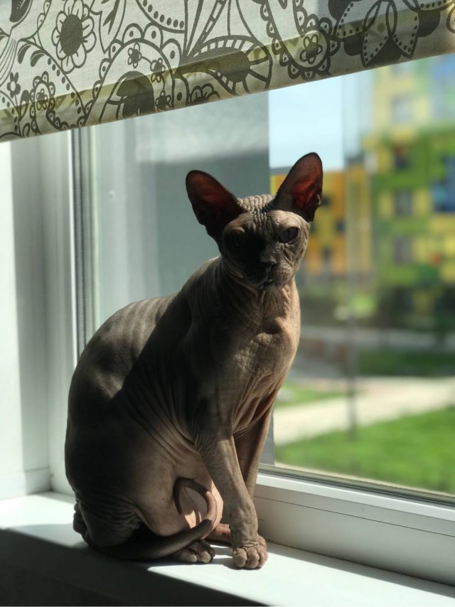 К котовторнику делюсь