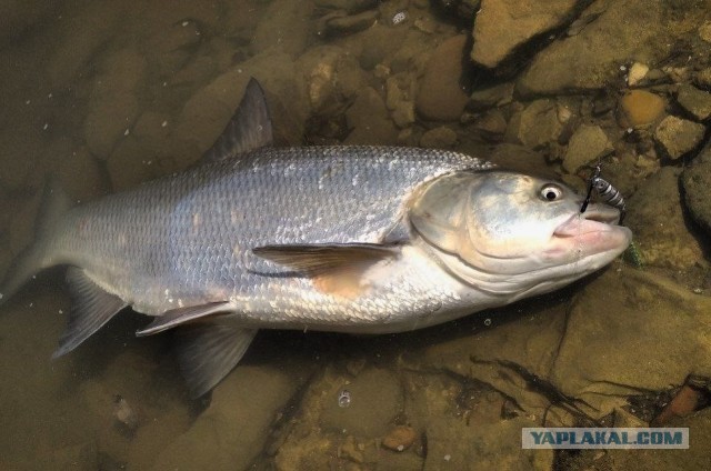 Изготавливаю на заказ рыболовные спиннинговые приманки (блесны-пилькеры).