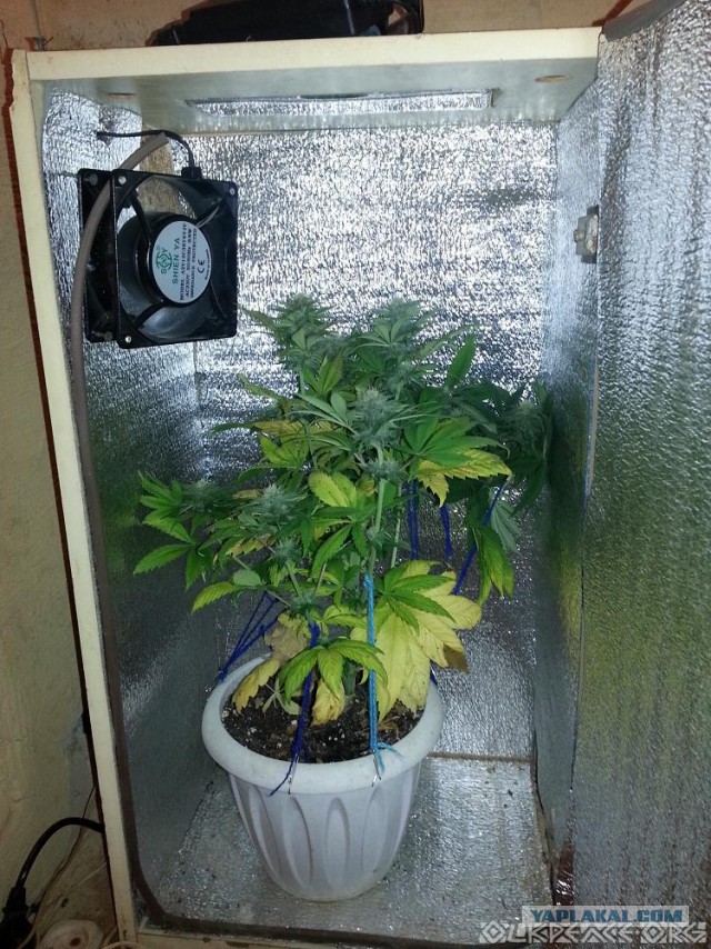 В магазин за травкой (Колорадо, Денвер, США)