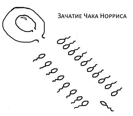 Как происходило зачатие Чака Норриса