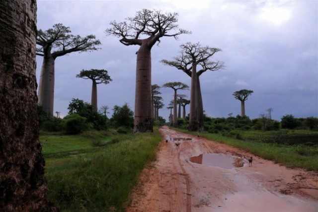 Баобабы - самые огромные деревья