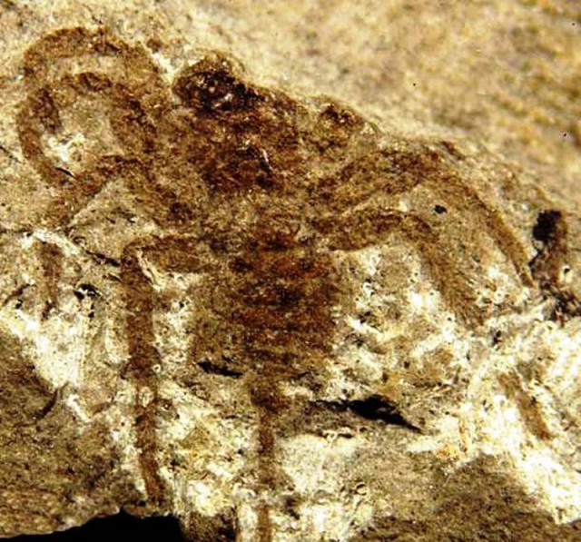 Слава Богу, они вымерли! 25 ужасных тварей