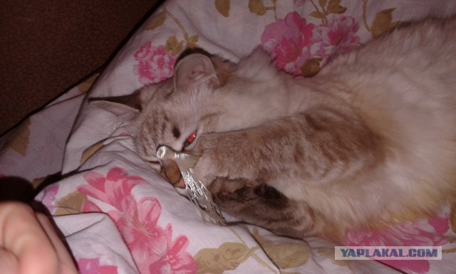 Котовторник 27.01.2015