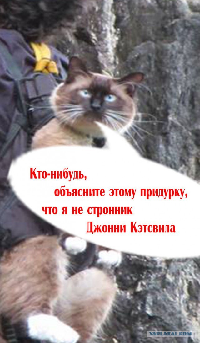 Кот альпинист