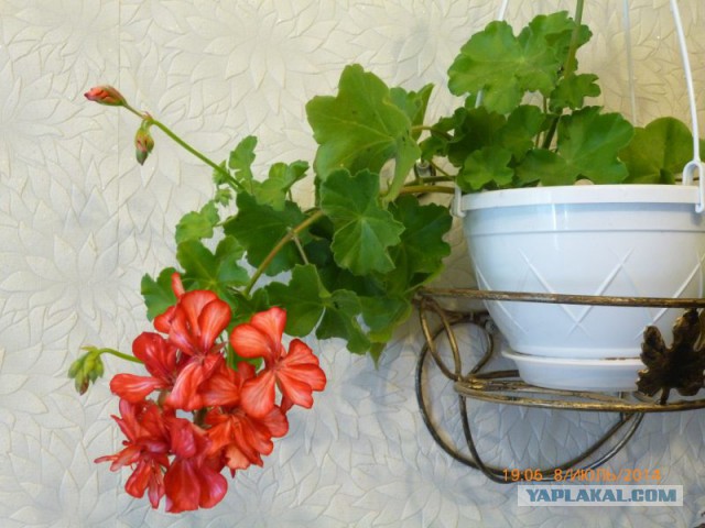 Чёрная петуния.