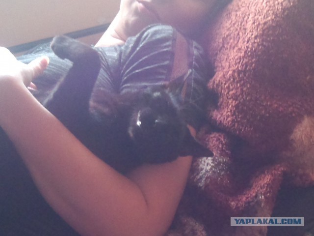 Котовторник 16.06.2015., Котовторник наступил!