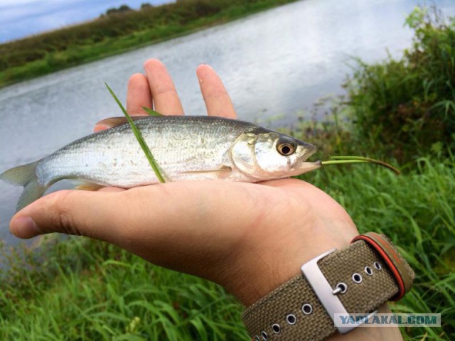 Рыбалка. река Протва