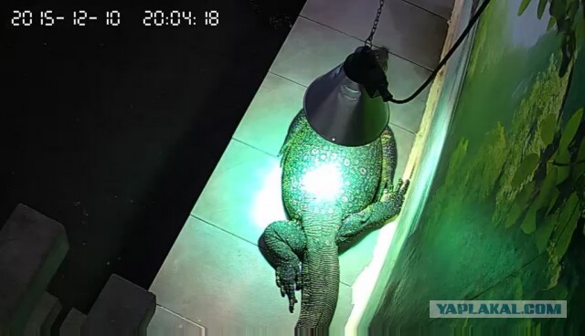 За что я люблю китайцев