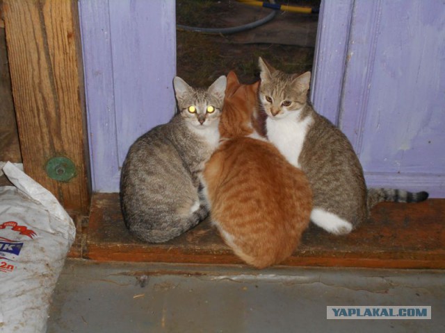 Жизнь домашнего приюта для котеек 92