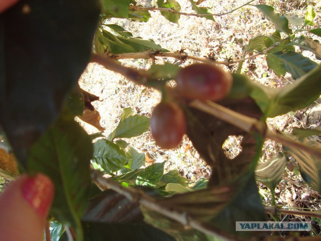 Как растет еда в естественной среде