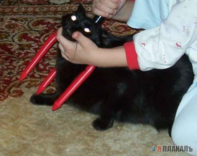 Котовторник