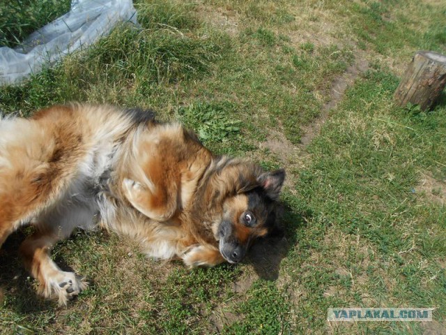 Жизнь домашнего приюта для котеек 118