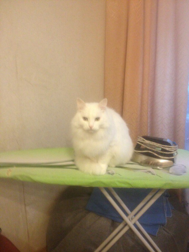Котовторник 30.08.2016