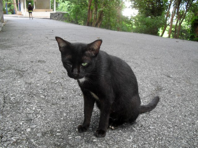 Котовторник 13.09.2016