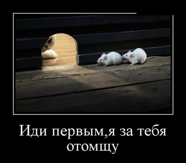 Прикольные животные