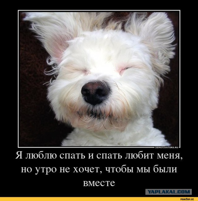 И так каждое утро...