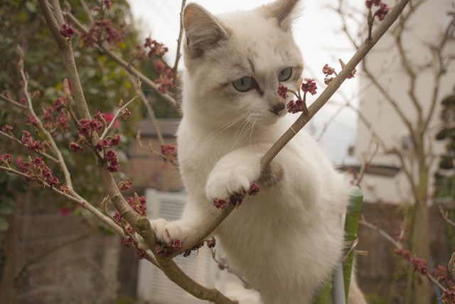 Коты и Кошки