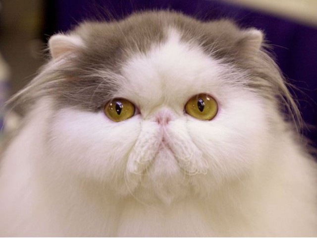 Коты и Кошки
