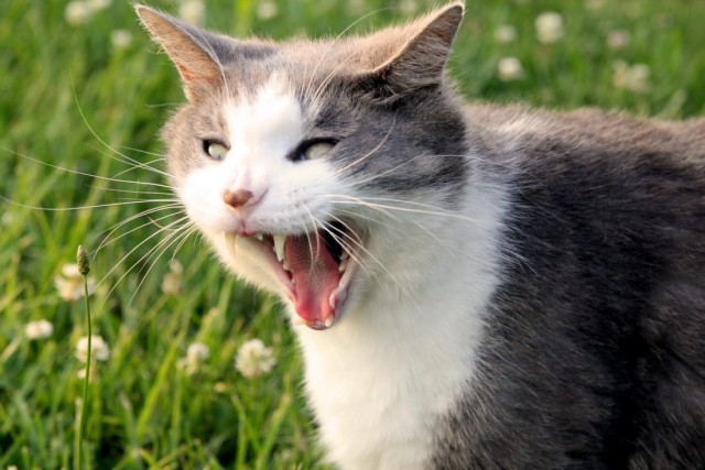 Коты и Кошки