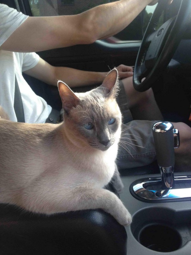 Коты и Кошки