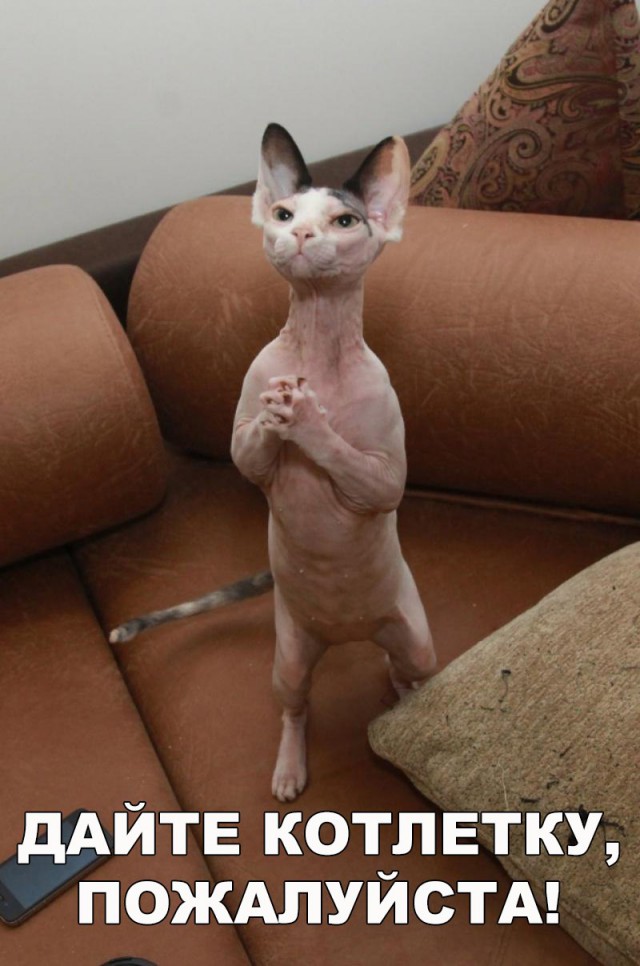 Коты и Кошки