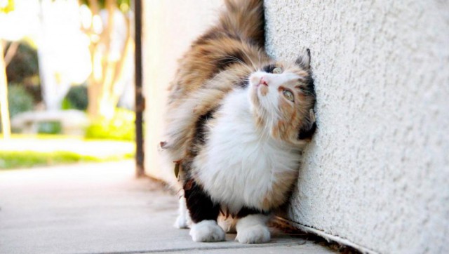 Коты и Кошки