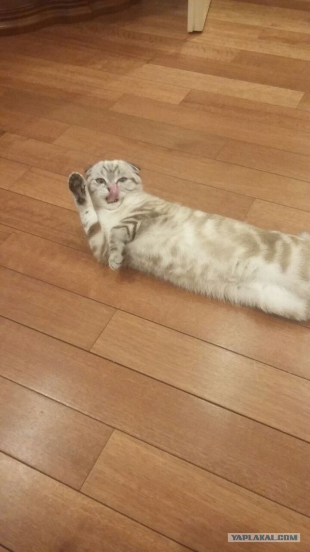 Котовторник