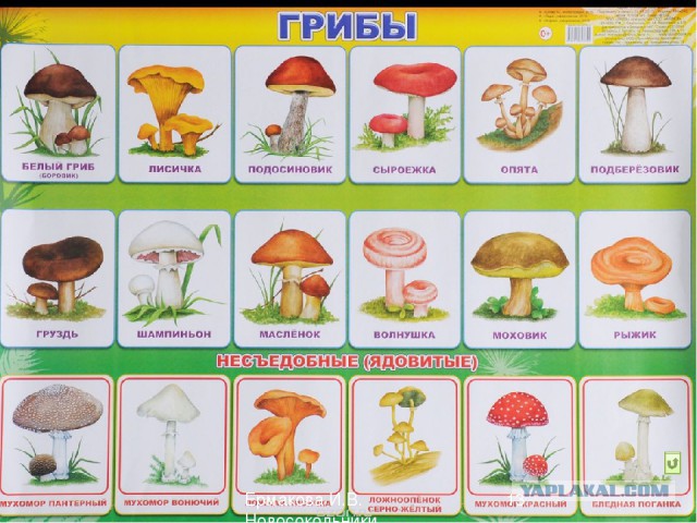 Опять про дискриминацию мужчин...