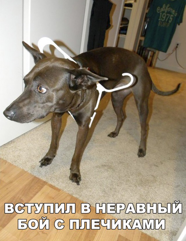 Живность из сети