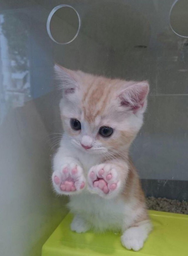 Фотобомбы котов